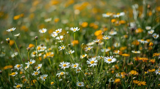 Spring Awakening— The Season of Renewal